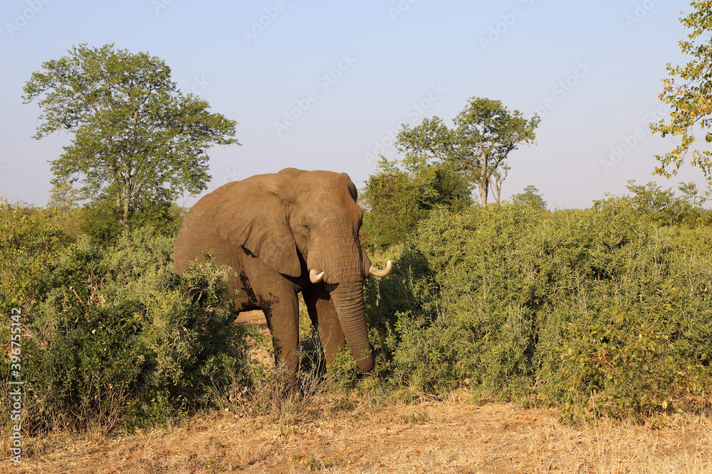 Fototapeta premium Afrikanischer Elefant / African elephant / Loxodonta africana