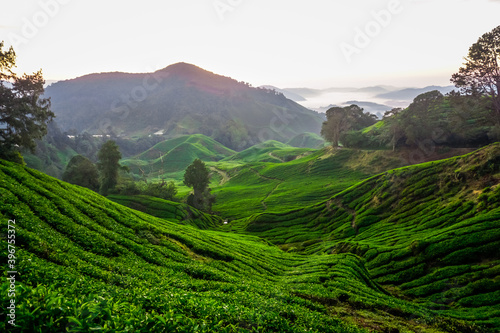 Beautiful sunrise at tea plantations in Cameron Highlands in Malaysia