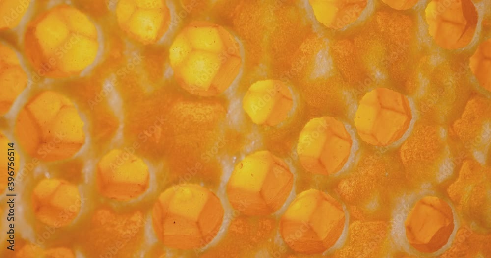 Honey comb macro Honey, apiary. 4K Honey comb macro Honey, apiary. 4K