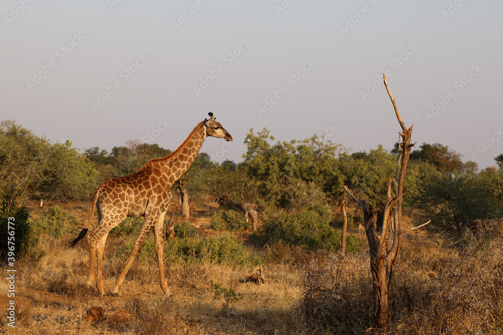 Obraz premium Giraffe / Giraffe / Giraffa Camelopardalis