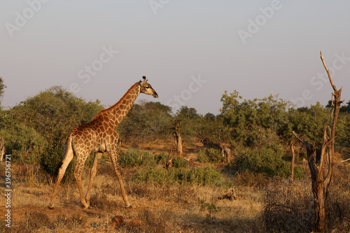 Photography Giraffe / Giraffe / Giraffa Camelopardalis