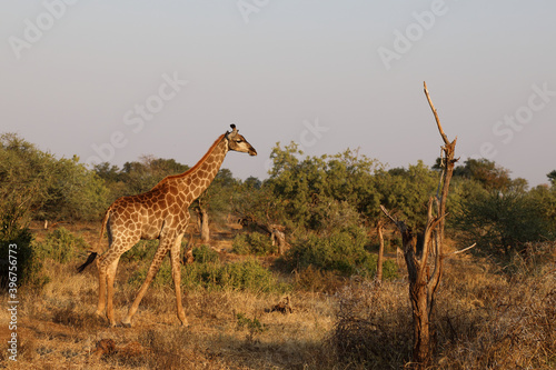 Canvas Print Giraffe / Giraffe / Giraffa Camelopardalis