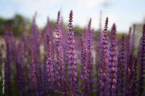 Thin stems of flowering sage at sunset in the park