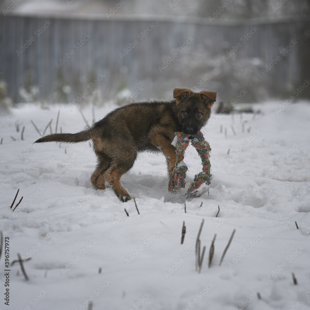 Obraz premium Red-haired with black spots puppy of a young shepherd dog in the snow with a toy in his teeth