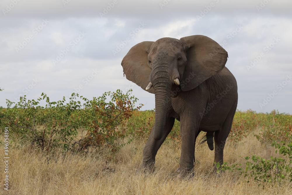 Obraz premium Afrikanischer Elefant / African elephant / Loxodonta africana