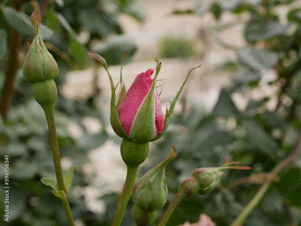 macro photo flower bud of a pink rose. Rosebud opened. Rose with lush petals. macro photo flower bud of a pink rose. Rosebud opened. Rose with lush petals.