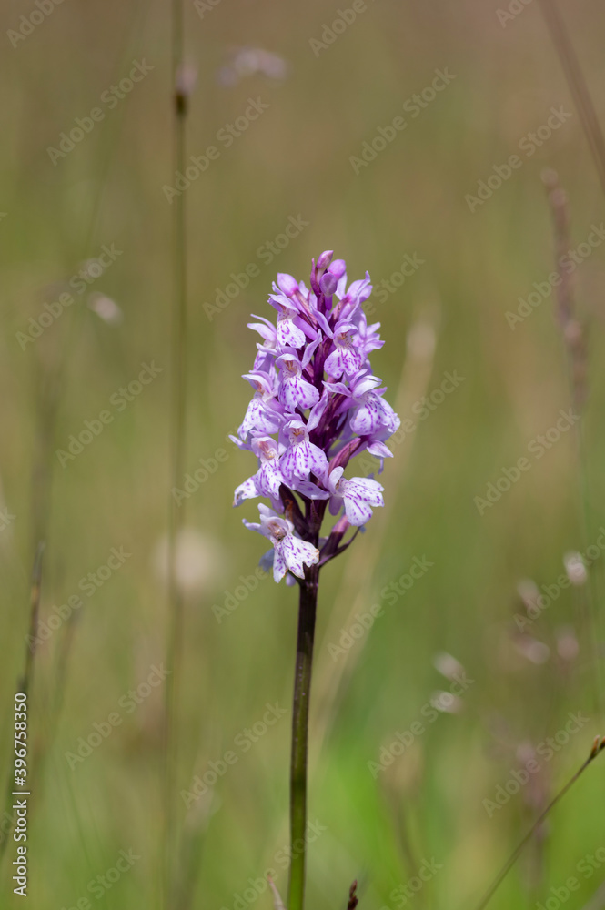 Obraz premium Dactylorhiza fuchsii common spotted orchid flowers in bloom, beautiful purple white wild flowering plants on highlands meadow