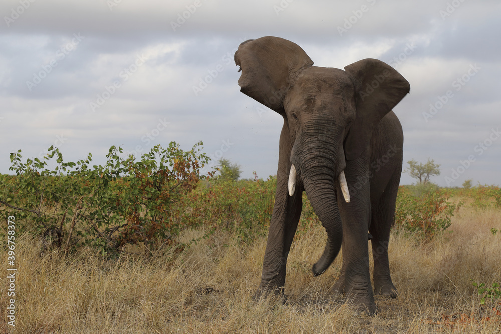 Obraz premium Afrikanischer Elefant / African elephant / Loxodonta africana