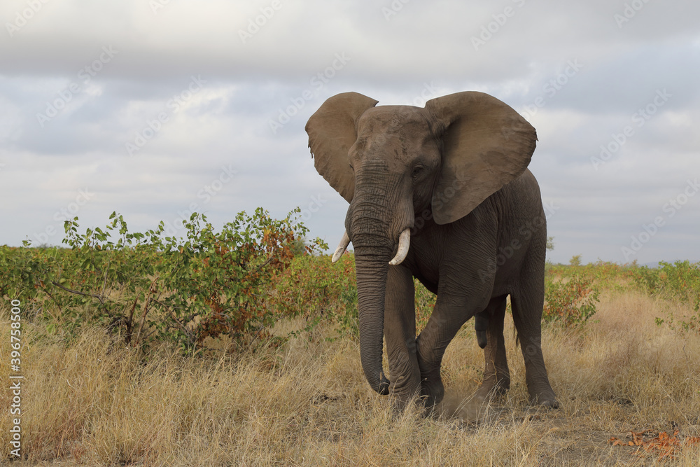 Obraz premium Afrikanischer Elefant / African elephant / Loxodonta africana
