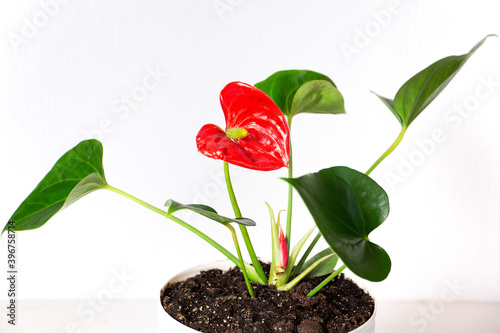 Anthurium flower on a light background. Home garden and floriculture concept. Empty white wall and copy space. Home plants care.