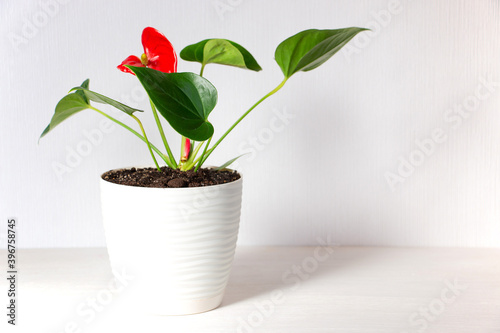 Slika na platnu Anthurium flower on a light background