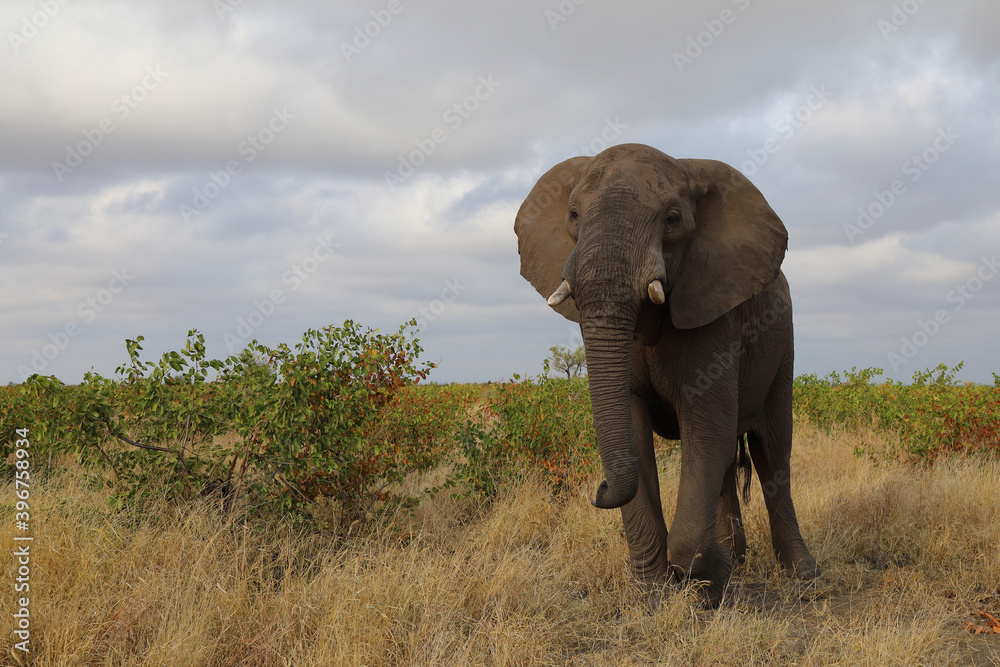 Obraz premium Afrikanischer Elefant / African elephant / Loxodonta africana