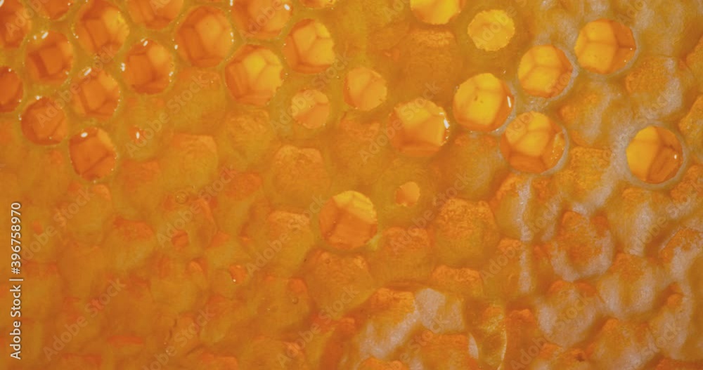 Honey comb macro Honey, apiary. 4K Honey comb macro Honey, apiary. 4K