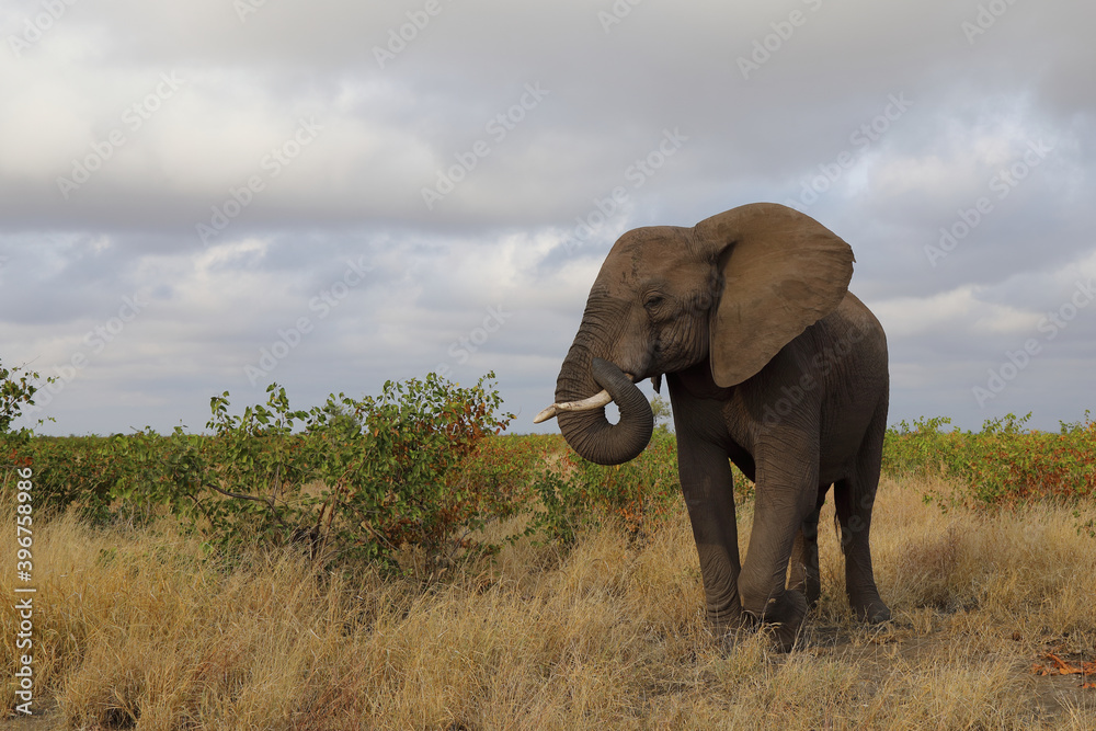 Obraz premium Afrikanischer Elefant / African elephant / Loxodonta africana