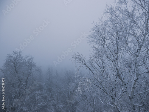 Frozen trees covered by fresh snow, during cold winter time in national park in Poland © Lukasz Machowczyk