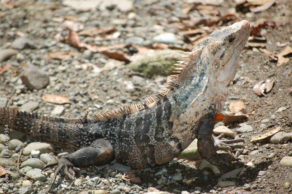 Iguana en la reserva natural de Manuel Antonio, en Costa Rica Iguana en la reserva natural de Manuel Antonio, en Costa Rica