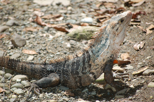 Iguana en la reserva natural de Manuel Antonio  en Costa Rica