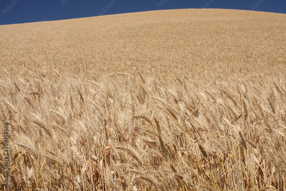 Fototapeta premium Wheat field with blue sky and sunlight.