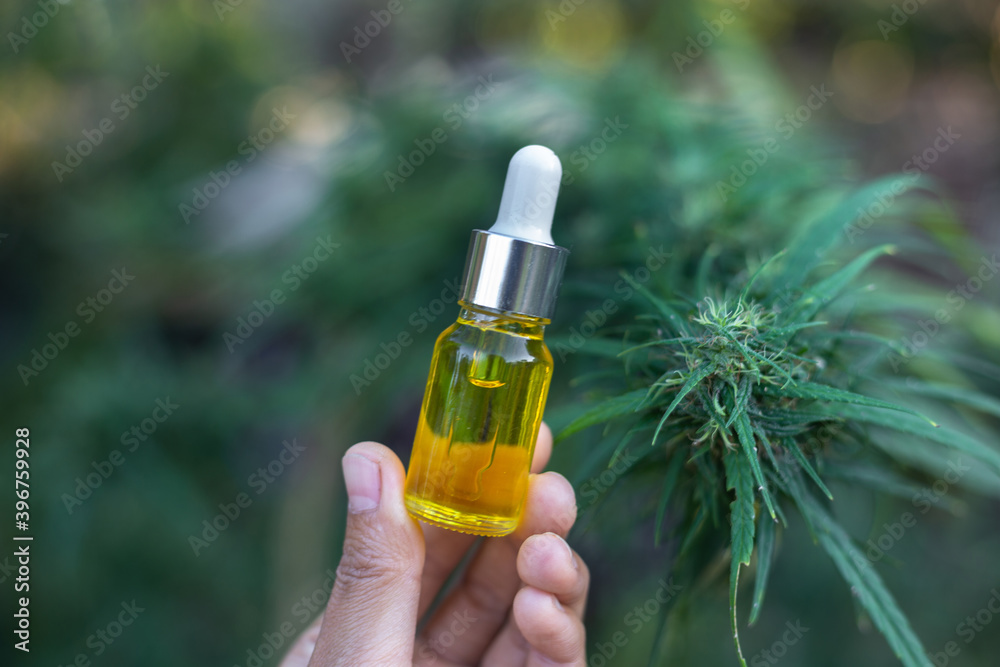 Glass bottles with CBD hemp oil in the hands of a researcher or medical team. Cannabis oil, cannabis-based products, medical marijuana for medicinal purposes The use of insecticides. Glass bottles with CBD hemp oil in the hands of a researcher or medical team. Cannabis oil, cannabis-based products, medical marijuana for medicinal purposes The use of insecticides.