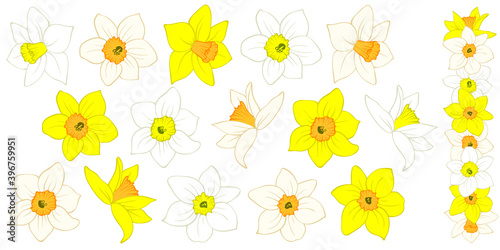Narcissus flower buds: yellow, orange, white. Hand drawn sketch of blossoming daffodils. Different options. Vector isolated element for spring, wedding, romantic, Easter design, greeting card.
