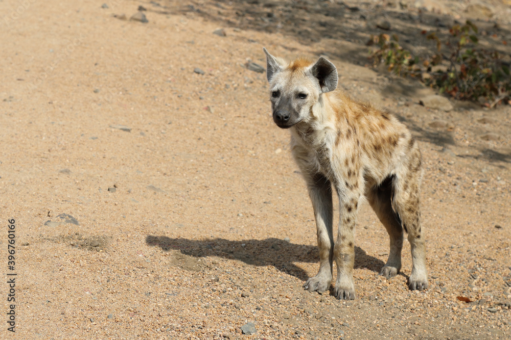Fototapeta premium Tüpfelhyäne / Spotted Hyaena / Crocuta crocuta.