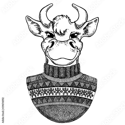 Vector New Year illustration with a bull. New Year winter card with a bull. Bull in sweater. Template for new year  christmas.