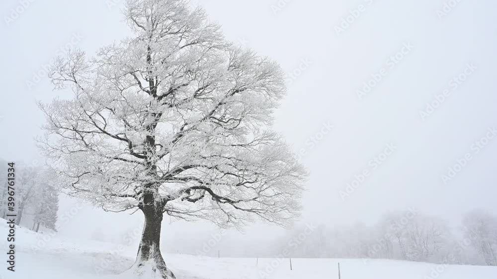 verschneiter baum in winterlandschaft mit schneesturm und schneefall, winterbeginn, tief verschneite winterlandschaft in full hd slowmotion 60fps