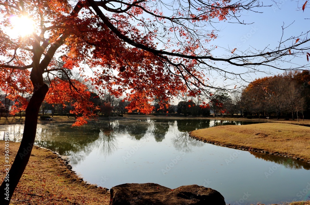 Obraz premium 穏やかな日 秋 紅葉 風景