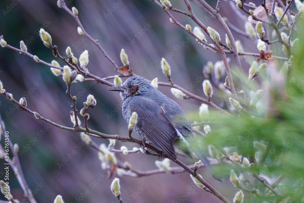 bird bird
