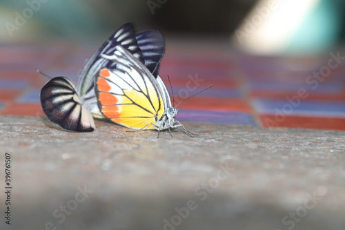 Butterflies are breeding on the cement table floor  in a winter morning when the warm rays of the sun come.