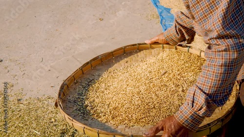 Farmer selects the impurity out off the grain rice seeds by traditional process. Rice seeds are dried in the sun after being harvested from rice fields. 4K