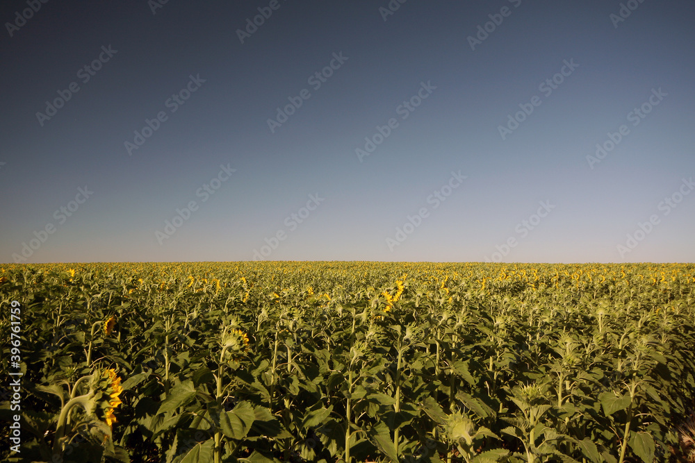 Sunflower field under the summer sky