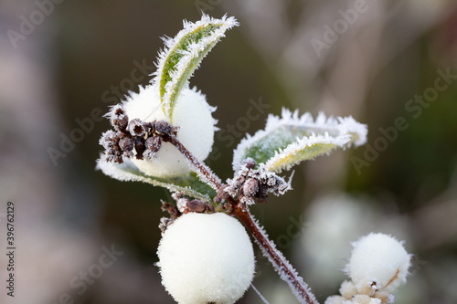 weisse beere vereist, Frost 