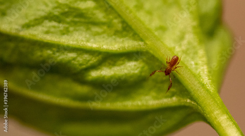 Moosskorpione (Neobisium), Neobisium carcinoides