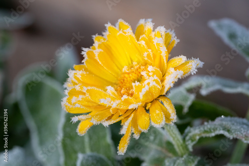 Calendula, vereiste Ringelblume im Winter