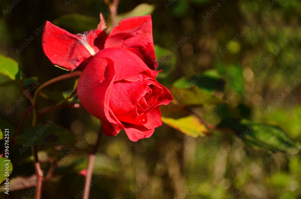 Obraz premium rose flower blooming in roses garden. Close up