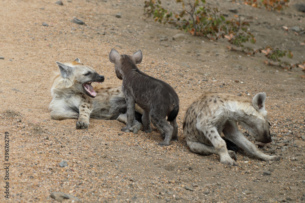 Tüpfelhyäne / Spotted Hyaena / Crocuta crocuta. Tüpfelhyäne / Spotted Hyaena / Crocuta crocuta.