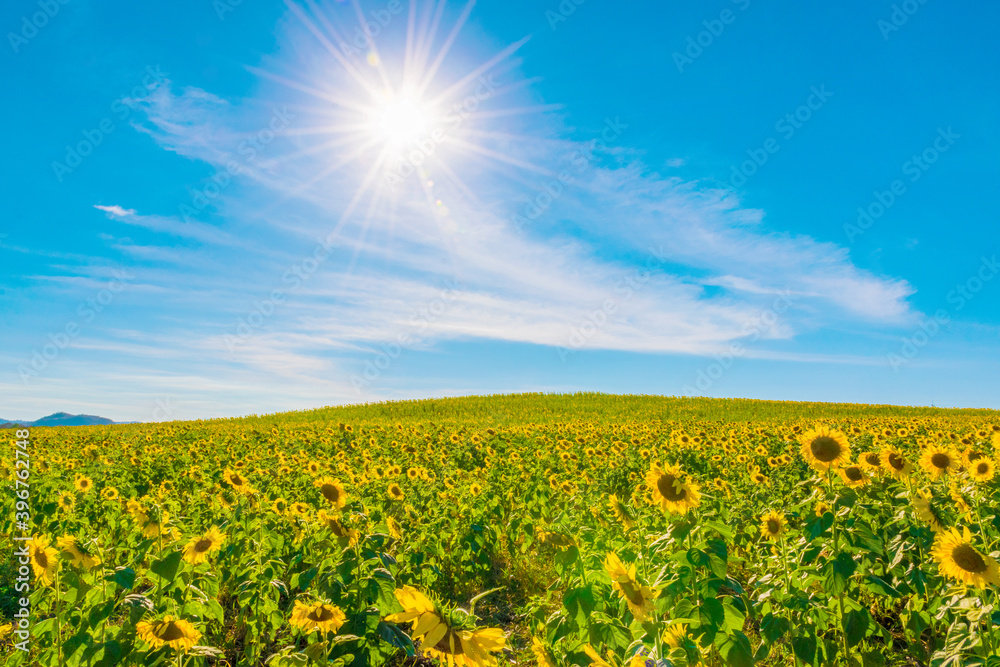 Obraz premium field of sunflowers against the sky