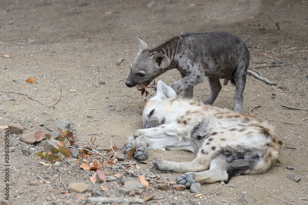 Tüpfelhyäne / Spotted Hyaena / Crocuta crocuta. Tüpfelhyäne / Spotted Hyaena / Crocuta crocuta.