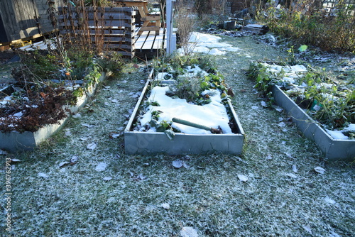 Obraz na plátně Frosty vegetable garden or allotment garden bed with snow covered plants and herbs