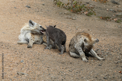 Tüpfelhyäne / Spotted Hyaena / Crocuta crocuta.
