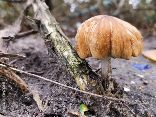 mushroom in the forest