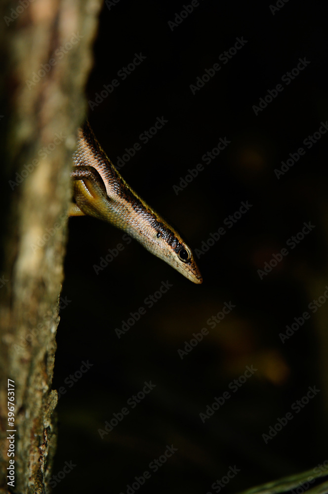 Brown Seychelles Skink (Trachylepis sechellensis) in the wild Brown Seychelles Skink (Trachylepis sechellensis) in the wild