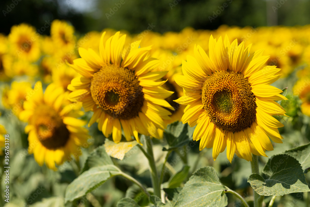 Field of Golden sunflowers, illuminated by the midday sun. Sunflower Flower Blossom. Field of Golden sunflowers, illuminated by the midday sun. Sunflower Flower Blossom.