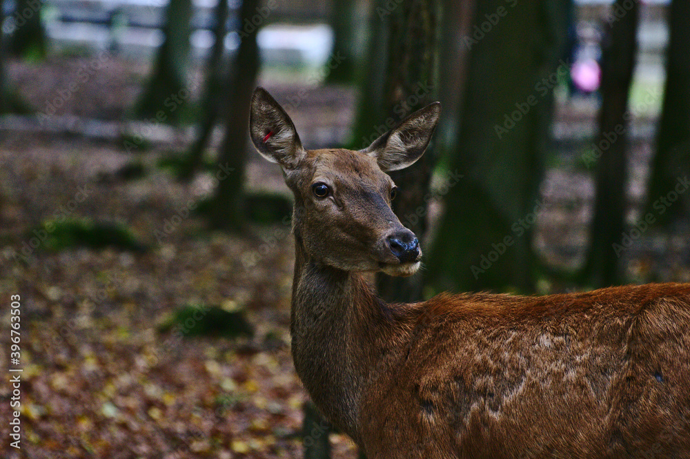 Deer in forest