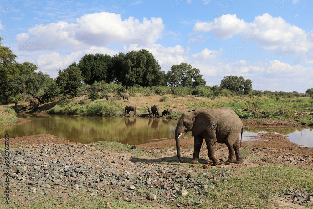 Obraz premium Afrikanischer Elefant am Olifants River / African elephant at Olifants River / Loxodonta africana.
