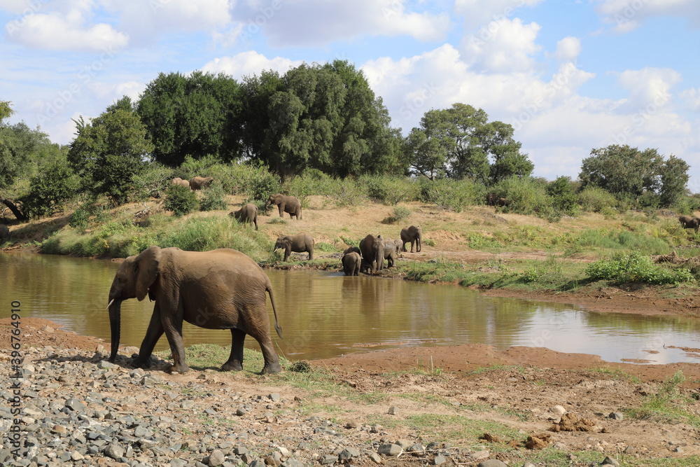 Fototapeta premium Afrikanischer Elefant im Olifants River / African elephant in Olifants River / Loxodonta africana.