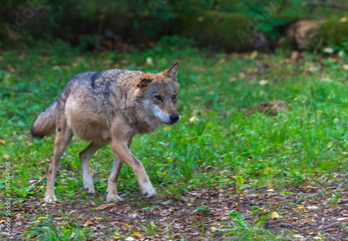 Inside Bialowieski National Park, untouched by human hand, wolf