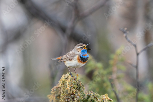 The bluethroat (Luscinia svecica) photo