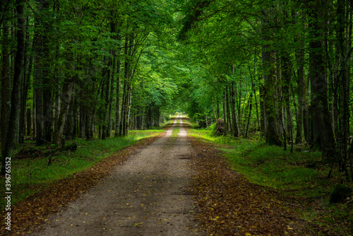 nside Bialowieski National Park, untouched by human hand, road